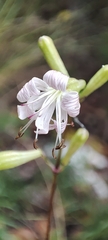 Silene longicilia