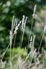 Bothriochloa torreyana