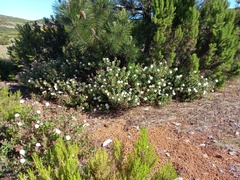 Cistus inflatus