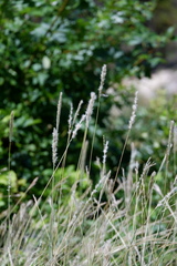 Bothriochloa torreyana