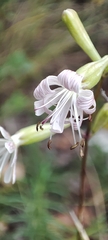 Silene longicilia