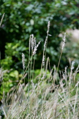 Bothriochloa torreyana