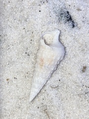 Cerithium atratum