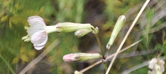 Silene longicilia