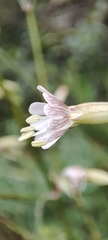 Silene longicilia