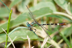 Erpetogomphus eutainia