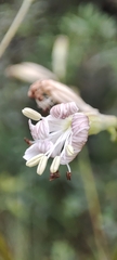 Silene longicilia