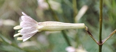 Silene longicilia