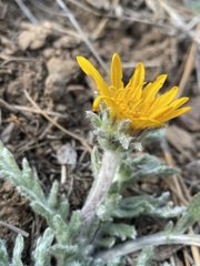 Balsamorhiza lanata