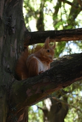 Sciurus vulgaris