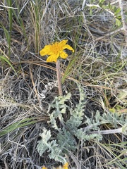 Balsamorhiza lanata