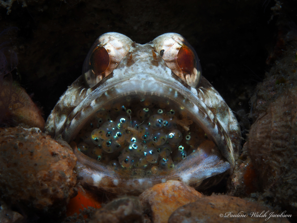Banded jawfish (Opistognathus macrognathus) — Opistognathidae