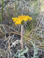 Balsamorhiza lanata