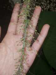 Setaria megaphylla