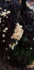 Xeromphalina leonina