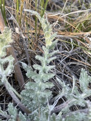 Balsamorhiza lanata