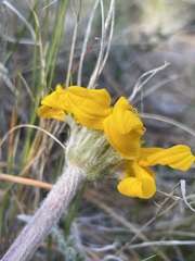 Balsamorhiza lanata