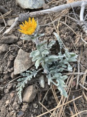 Balsamorhiza lanata