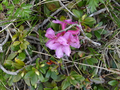 Rhododendron myrtifolium