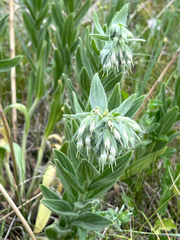 Lithospermum parviflorum