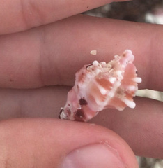Murexsul oxytatus