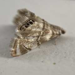 Eoparargyractis plevie