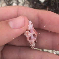 Murexsul oxytatus