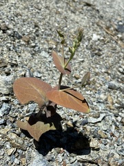 Streptanthus drepanoides