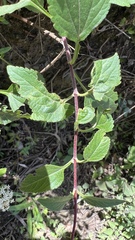 Stevia boliviensis