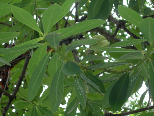 Euphorbia lundelliana