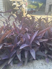 Tradescantia pallida