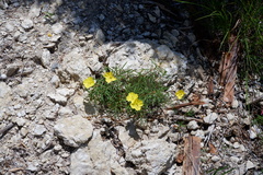 Oenothera berlandieri pinifolia