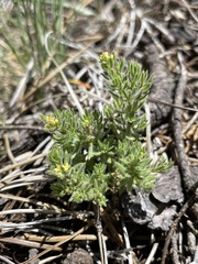 Galium ambiguum