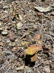 Streptanthus drepanoides