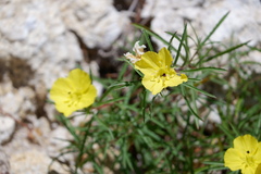 Oenothera berlandieri pinifolia