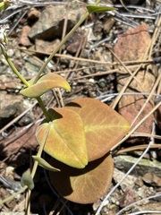Streptanthus drepanoides