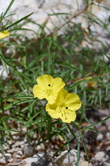 Oenothera berlandieri pinifolia