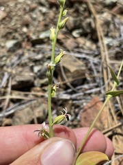 Streptanthus drepanoides