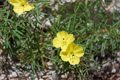 Oenothera berlandieri pinifolia