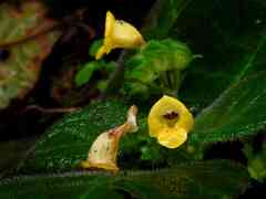 Christopheria xantha