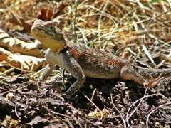 Agama lionotus