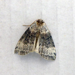 Tetheella fluctuosa