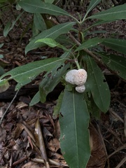 Exobasidium rhododendri