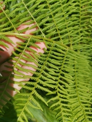 Athyrium distentifolium