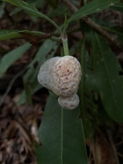 Exobasidium rhododendri