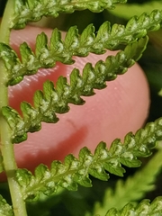 Athyrium distentifolium