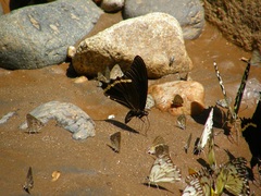 Papilio nireus pseudonireus