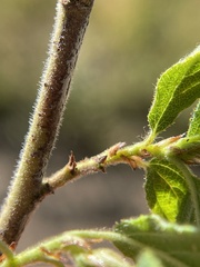 Ceanothus diversifolius