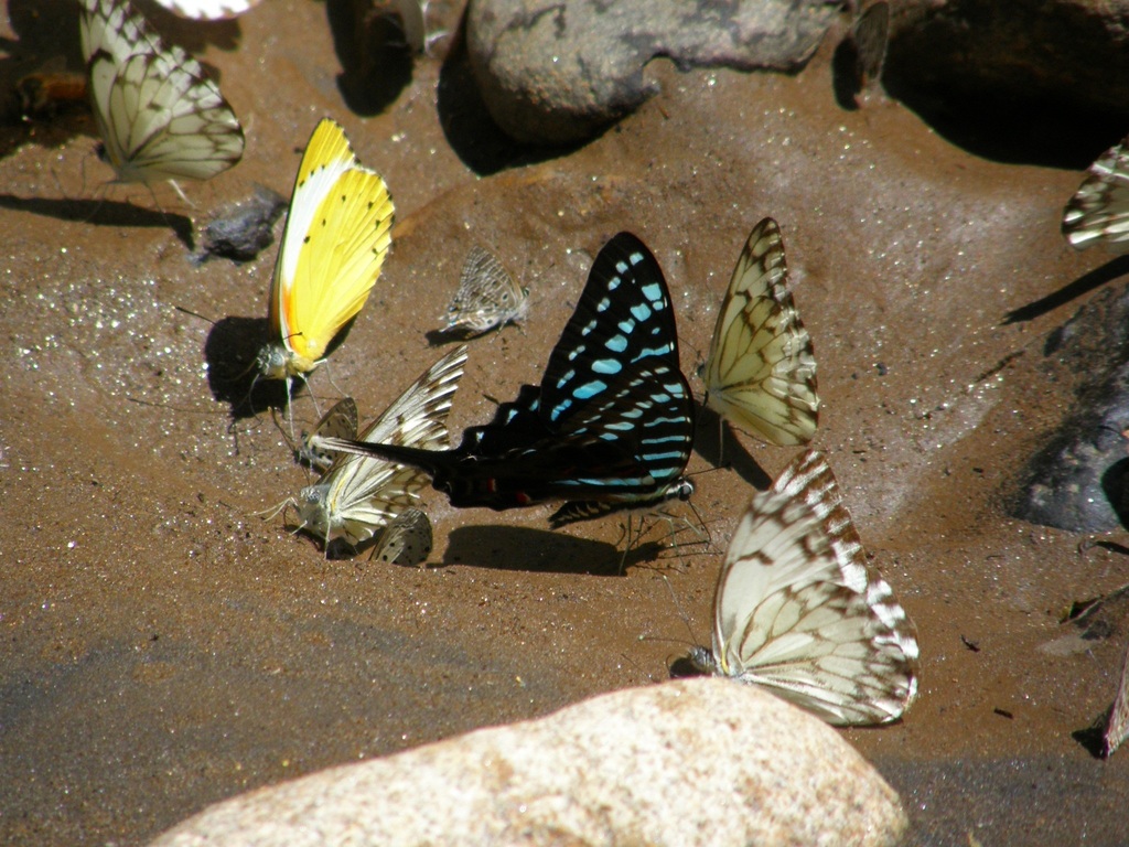 Mamba Swordtail