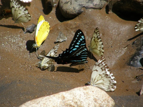 Mamba Swordtail